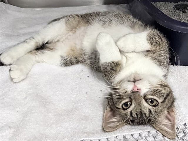 Tai - Domestic Short Hair
