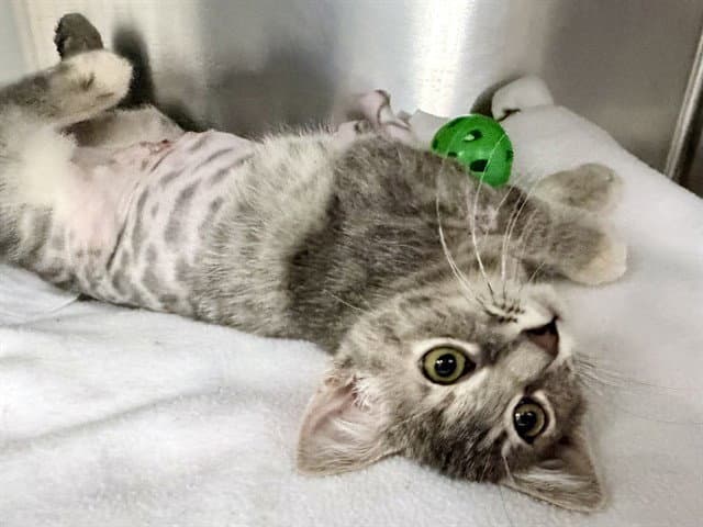 Mai - Domestic Short Hair