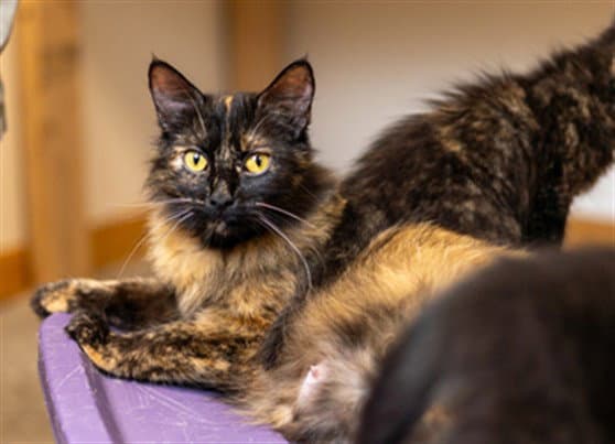 Sweetpea - Domestic Long Hair