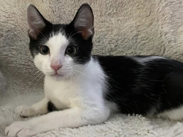 Darius - Domestic Short Hair