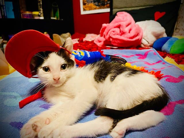 Rucker - Domestic Short Hair