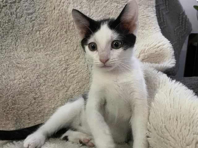 Rucker - Domestic Short Hair