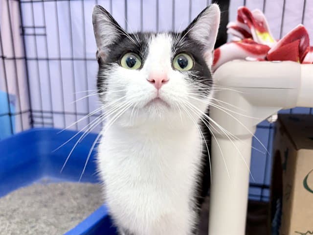 Stella - Domestic Short Hair