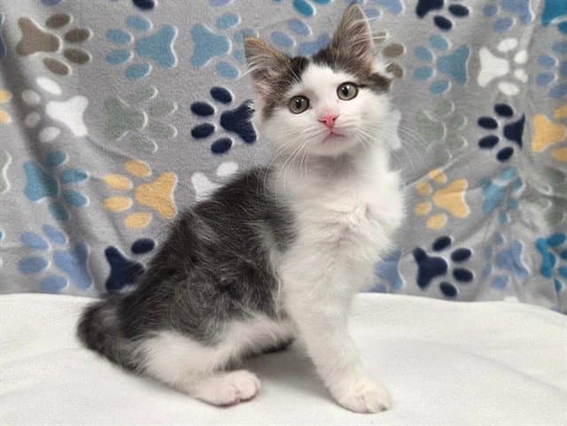 Vinay - Domestic Short Hair