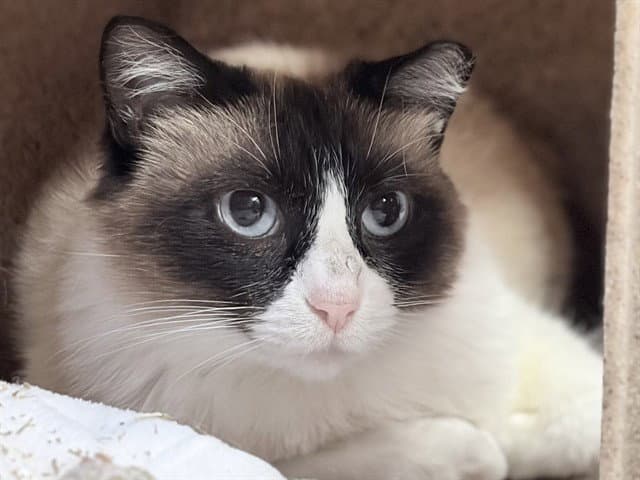 Edi - Snowshoe