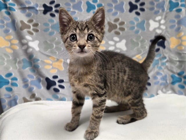 Pork Chop - Domestic Short Hair