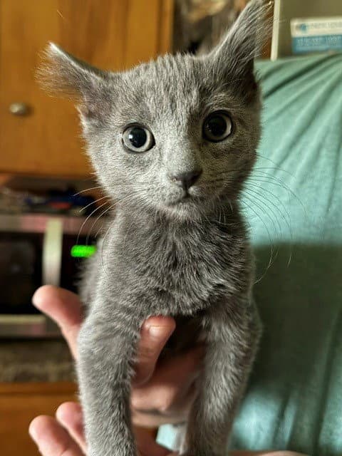 Sirloin - Domestic Short Hair