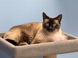 Percy image 1