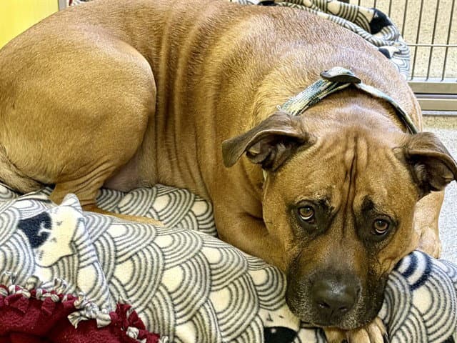 Scooby - Pit Bull Terrier