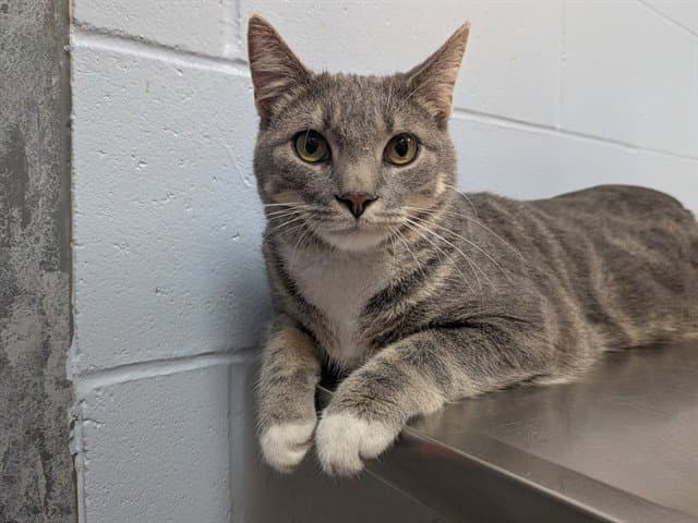 Sushi - Domestic Short Hair