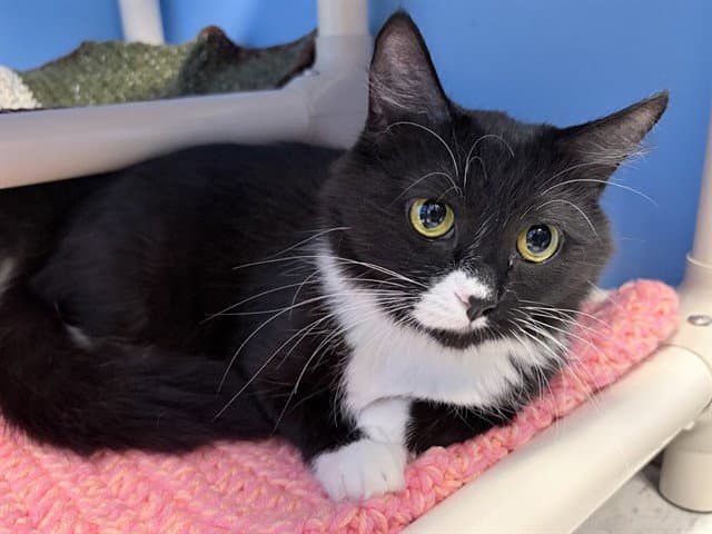 Sushi - Domestic Medium Hair