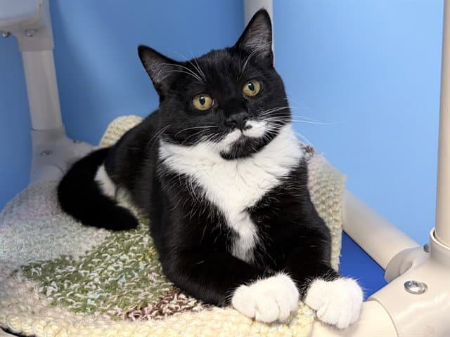 Screech - Domestic Short Hair