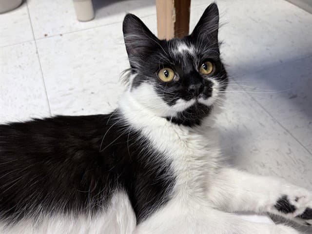 Starry - Domestic Medium Hair