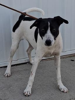 Ringo image 1