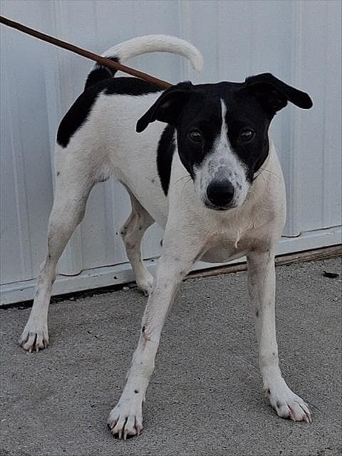 Ringo - Rat Terrier