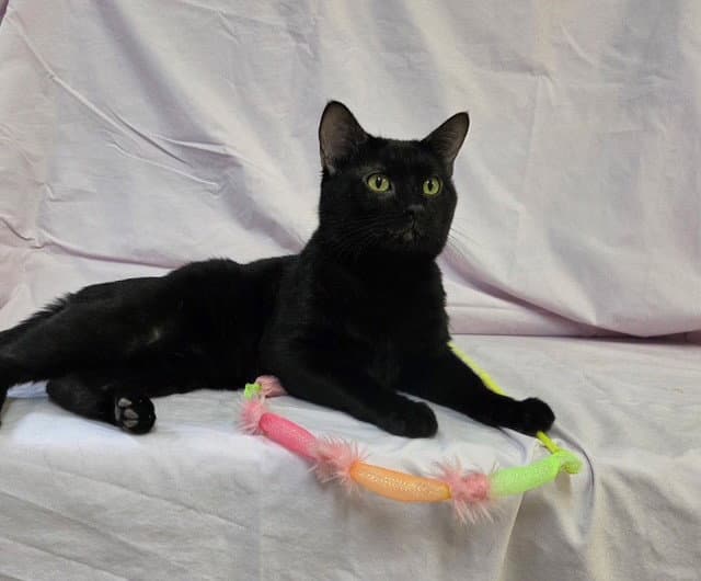 Daxin - Domestic Short Hair