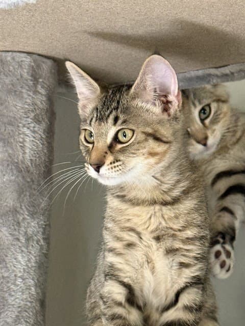Charlotte - Domestic Short Hair