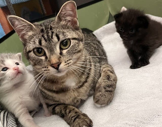 Beanie - Domestic Short Hair