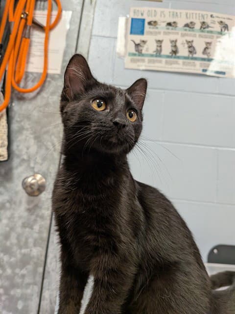 Zetes - Domestic Short Hair