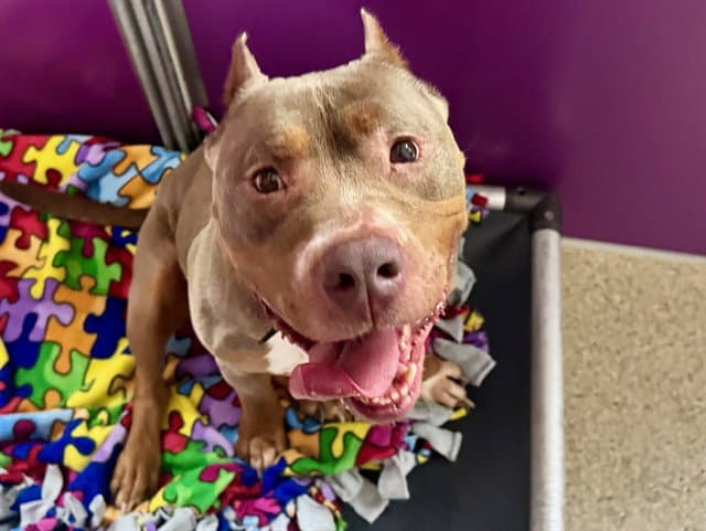 Fergus - Pit Bull Terrier