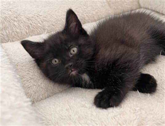 Chickpea - Domestic Short Hair