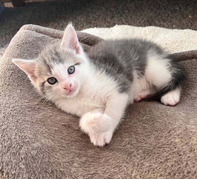 Lima - Domestic Short Hair