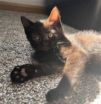 Ireland - Domestic Short Hair