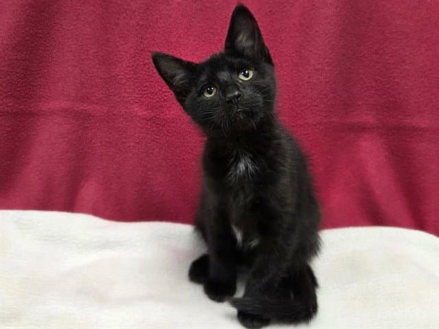 Screech - Domestic Short Hair