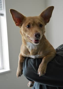 Mia A Corgi-Dachshund Mix image 1