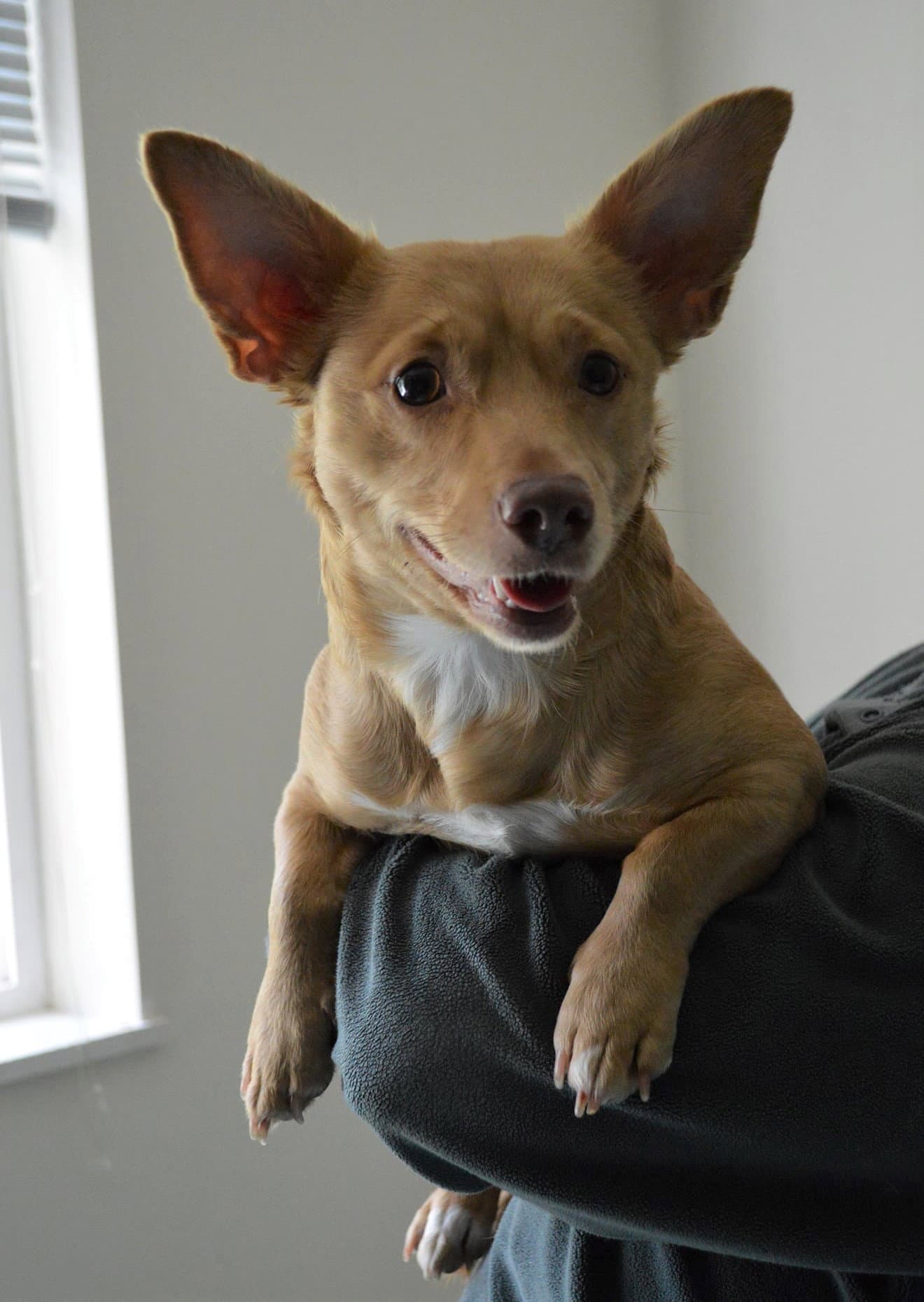 Mia A Corgi-Dachshund Mix - Corgi