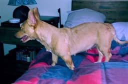 Mia A Corgi-Dachshund Mix image 3