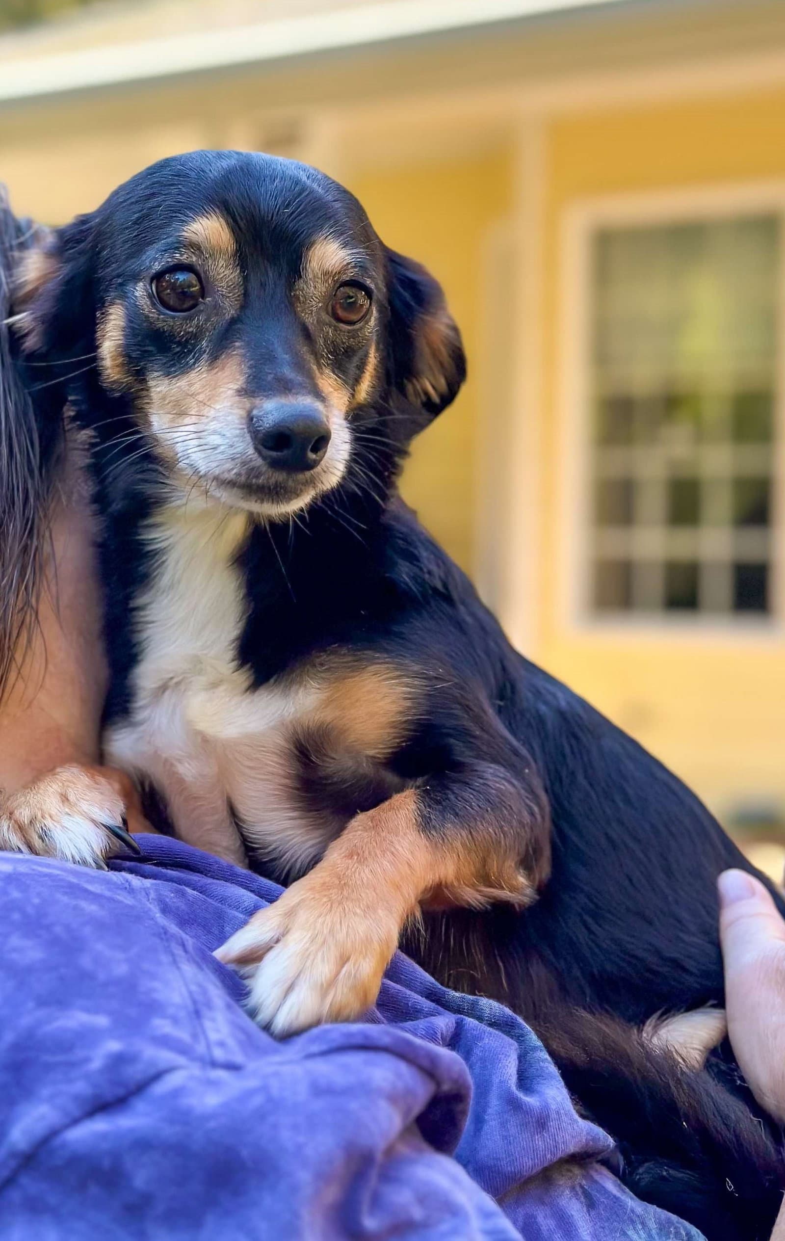 Brad And Scout Small Breed Bonded Bros - Cavalier King Charles Spaniel