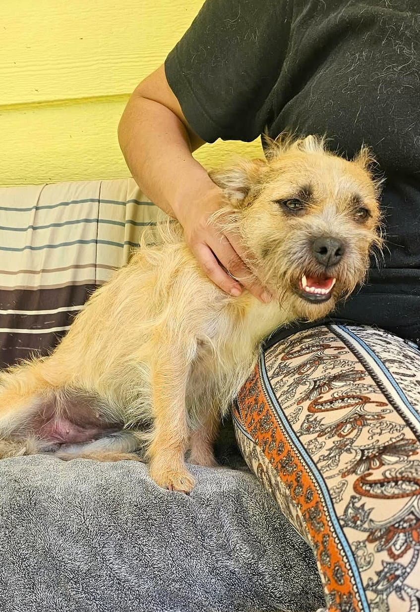 Kenzie And Sofie A Bonded Mom And Daughter Pair - Cairn Terrier