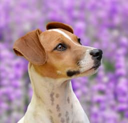 Nyssa A Jackawhip A Designer Breed image 3