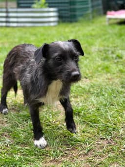 Luna A Dachshund-Terrier Mix image 1