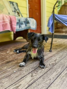 Luna A Dachshund-Terrier Mix image 2