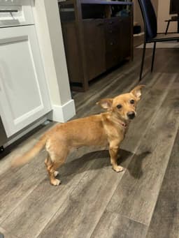 Libby A Young Female Dachshund Corgi image 1