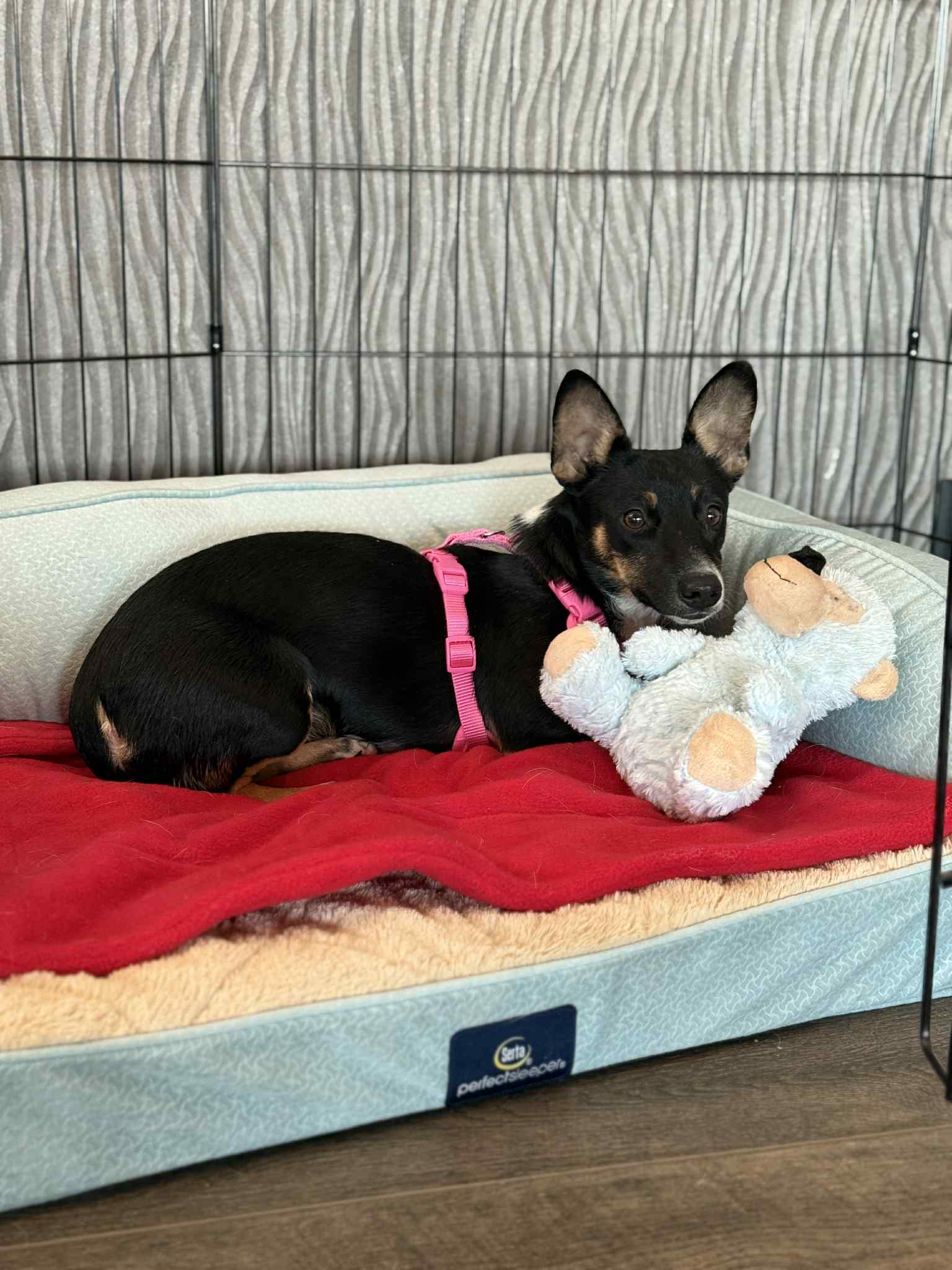 Lexxi A Female Dachshund-Corgi Mix - Dachshund