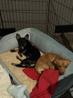 Lexxi A Female Dachshund-Corgi Mix image 3