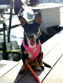 Lexxi A Female Dachshund-Corgi Mix image 4