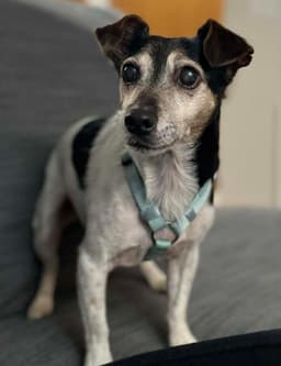 Kiwi A Jack Russell Boy image 1