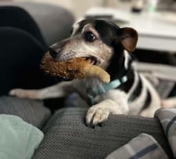 Kiwi A Jack Russell Boy image 2