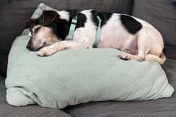 Kiwi A Jack Russell Boy image 3