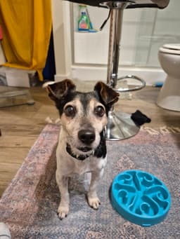 Kiwi A Jack Russell Boy image 4