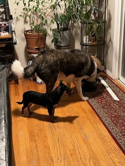 Charlie And Cody Bonded Dorgi Brothers image 3