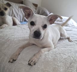Lily And Vanilla Bean image 1