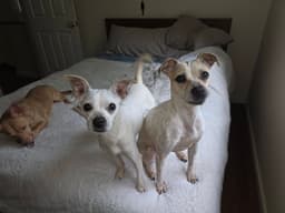Lily And Vanilla Bean image 2