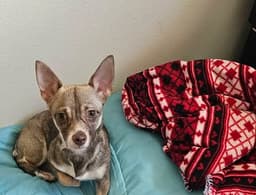 Sofie A Dachshund-Chihuahu-Cairn Terrier image 1