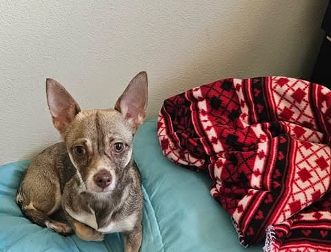 Sofie A Dachshund-Chihuahu-Cairn Terrier - Dachshund