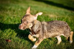 Sofie A Dachshund-Chihuahu-Cairn Terrier image 2